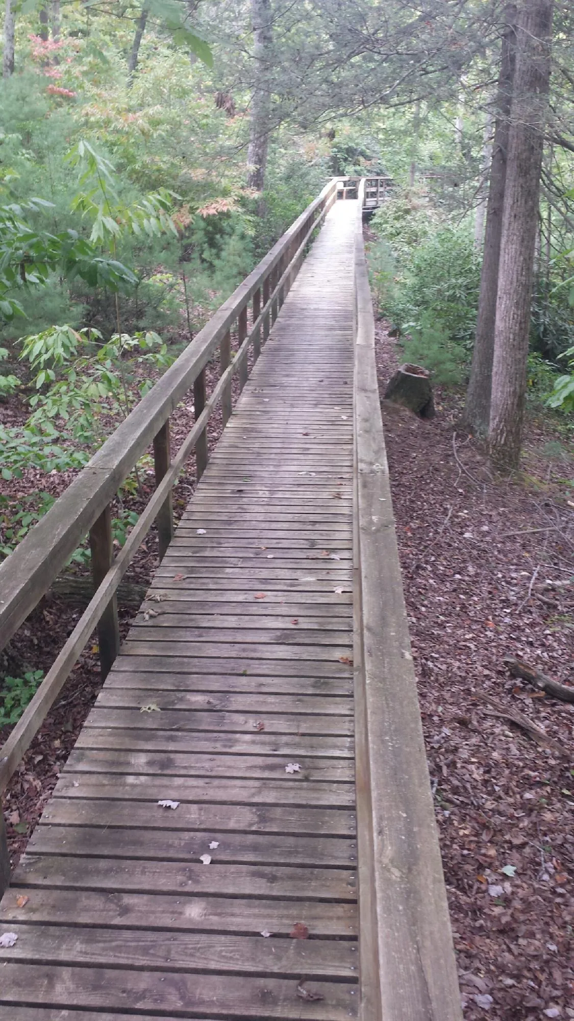Long wood walkway with handrails built through the woods in Riner